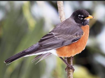 <p>What family is this species from</p>