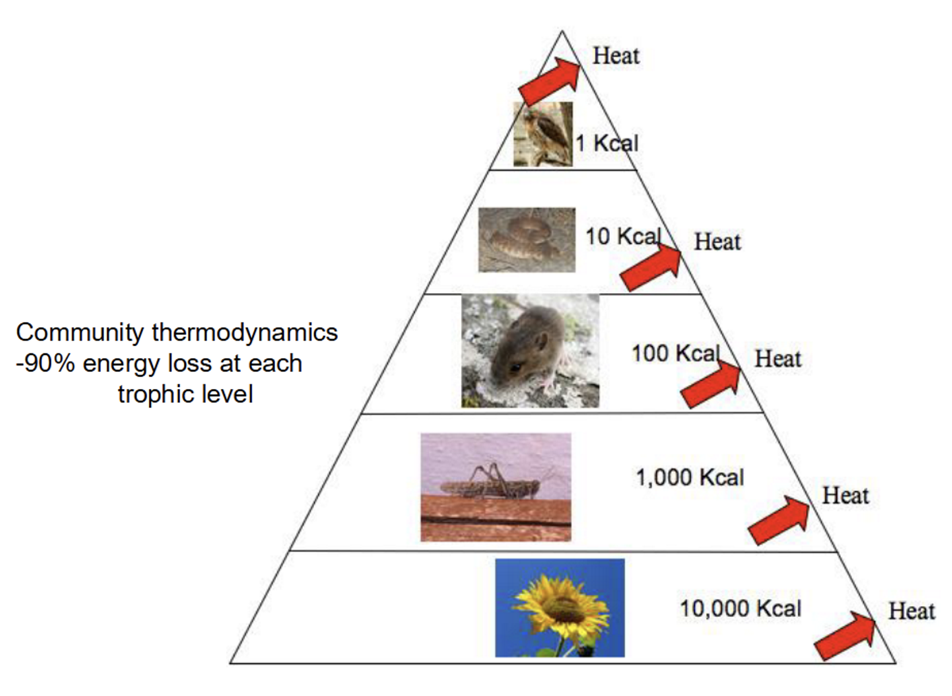 <ul><li><p>90% energy loss at each trophic level</p></li><li><p>Big animals are rare because there’s barely any energy at that level</p></li><li><p>Free-living herbivores are more abundant, predators of herbivores, and then predators of predators </p></li></ul><p></p>
