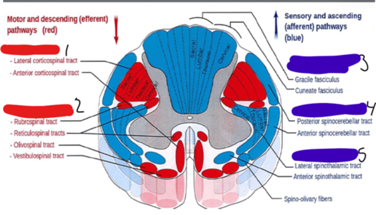 <p>The division of the somatosensory system that ascends in the dorsal portion of the spinal white matter and carries signals related to touch and proprioception</p>
