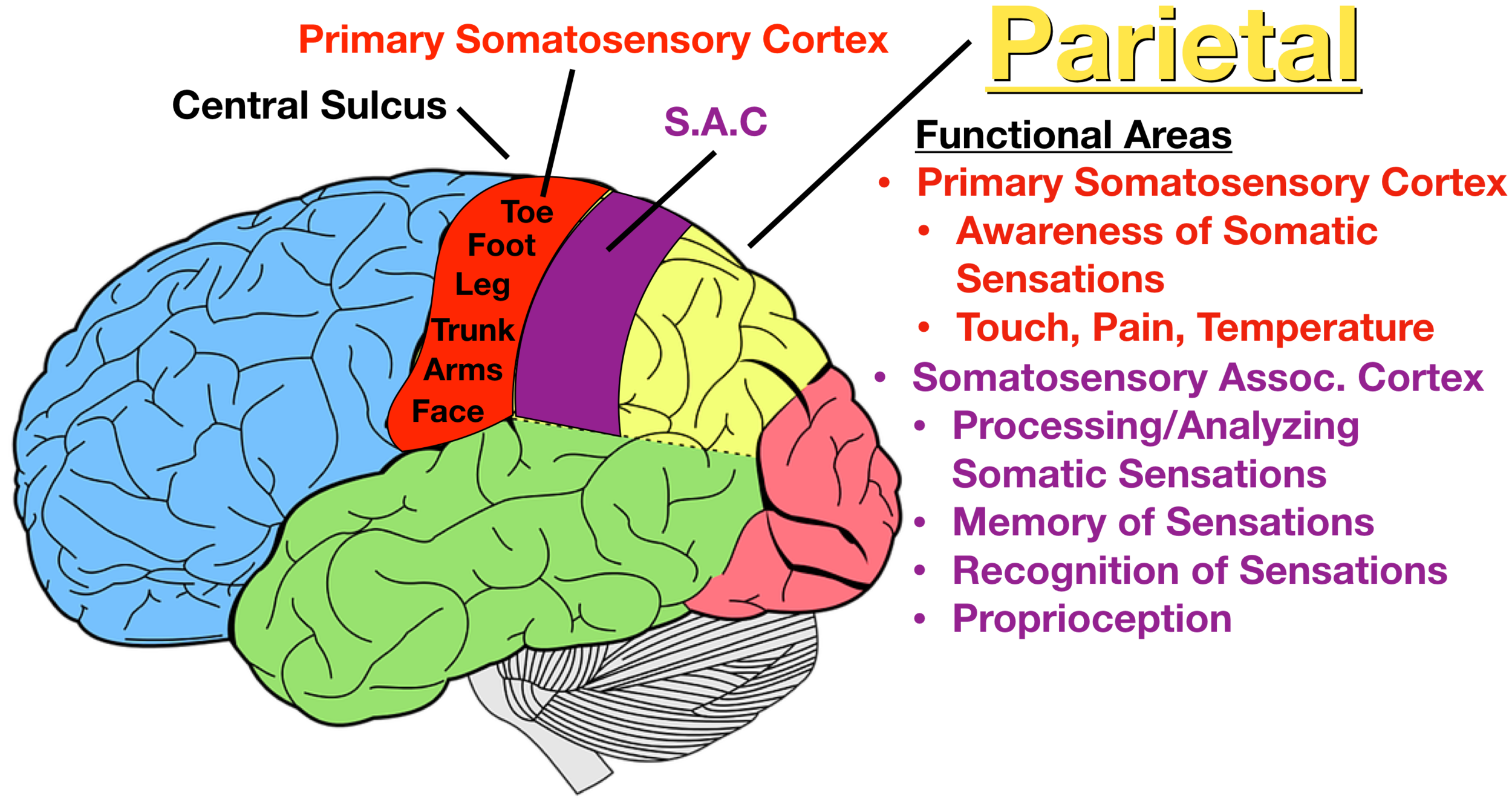 <p>This (parietal cortex) <span style="font-size: 1.6rem">receives information from skin surface </span>and sense organs. The left BLANK senses with the right side of the body and vice versa.</p>