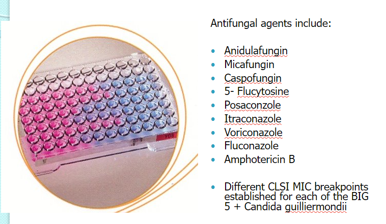 <p>agar: KB, etest</p><p>broth</p><p>sensititre yeastone (Trek Dx)</p><p>for Candida spp</p><p>MIC = 50% of growth reduction, 1st blue well</p><p>pink = pos/growth </p><p>blue = neg/NG </p><p>left to right one Afx (low to high conc)</p><p>amphotericin B is vertical </p>