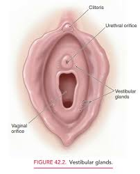 <p><strong>Vestibular Glands</strong></p><p><span style="color: green"><strong>secrete</strong></span></p>
