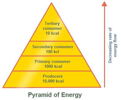 <p><span>a visual representation of the energy flow through an ecosystem's trophic levels, with producers at the base and decreasing energy at each higher level</span></p>