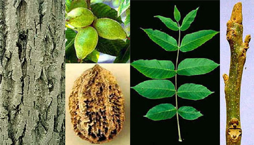 Blade: 11-13 compound, small ovals that come to a point
Reproductive: leaf scar looks like money face
Bark: light grey, starts smooth, flat furrows with age