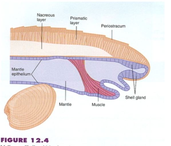 <p>Phylum Mollusca: Mantle</p>