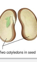 <p>seed</p>