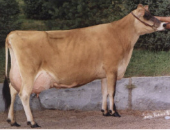 <p>What is this breed? </p>