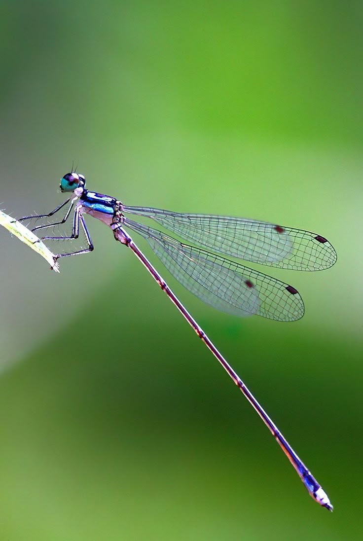 <p>Damselfly</p>