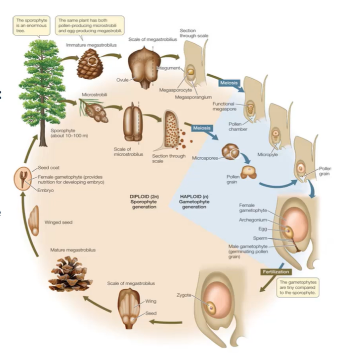 <ul><li><p>sperm is carried in pollen grain</p></li><li><p>type of vascular plant (large sporophyre, small gametophyte)</p></li><li><p>synapomorphy = seed</p></li></ul><p>2 types:</p><ul><li><p>gymnosperm</p></li><li><p>angiosperm</p></li></ul><p></p>