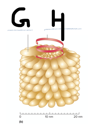 <p>What is the structure labeled G?</p>