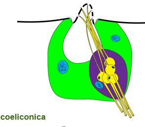 <p>Sensory pegs in socket; innervated by many sensory neurons</p>