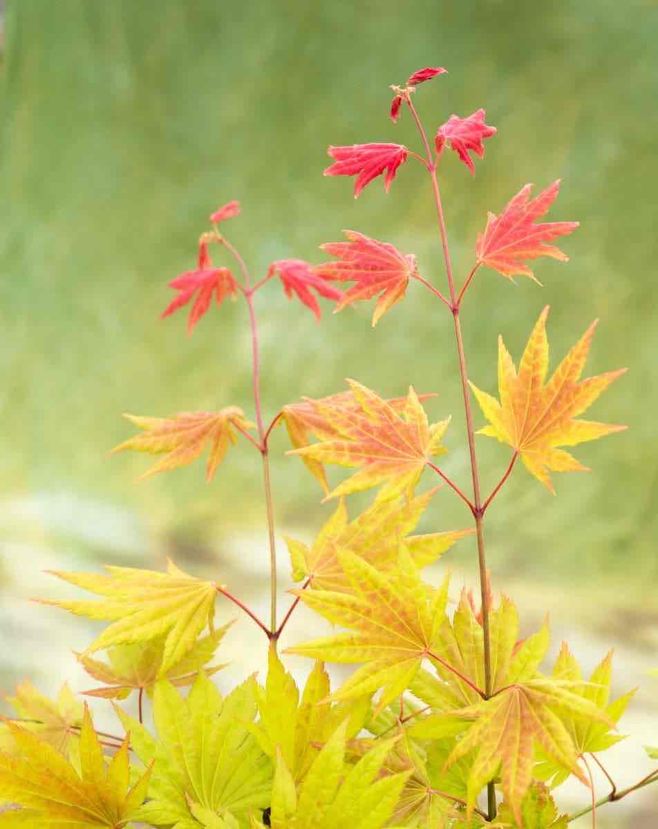 <p>Acer palmatum</p>