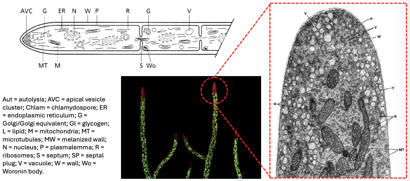 <p>_ is essentially a <strong>tube with a rigid wall,</strong> containing a<strong> moving slug of protoplasm</strong></p>