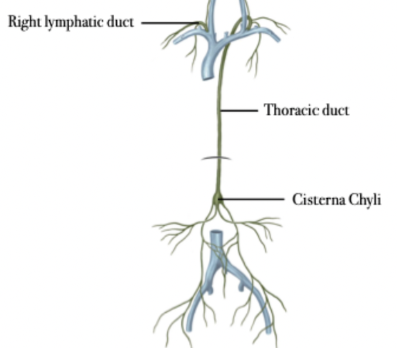 <p><u>Left abdomen &amp; right abdomen below the umbilicus</u>:</p><ul><li><p><span>Cisterna chyli → Thoracic duct </span>→<span> venous system</span></p></li><li><p><span>Axillary nodes (left) </span>→<span> Thoracic duct </span>→<span> venous system</span></p></li></ul><p><u>Right abdomen above the umbilicus</u>:</p><ul><li><p>Axillary nodes (right) → Right lymphatic duct → venous system</p></li></ul>