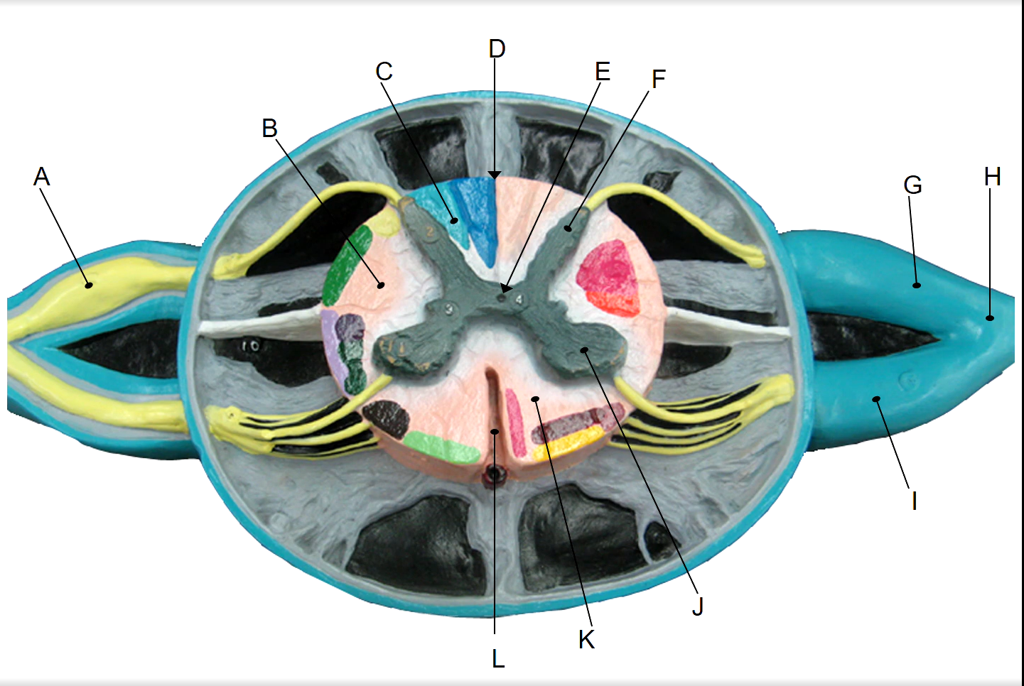 <p>C</p>