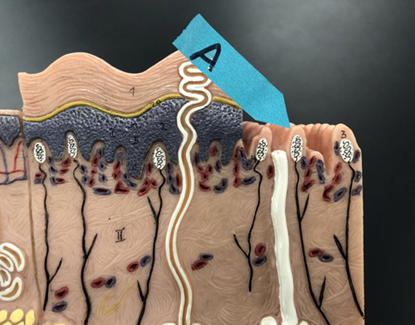 <p>Identify the "finger-like" structures</p>
