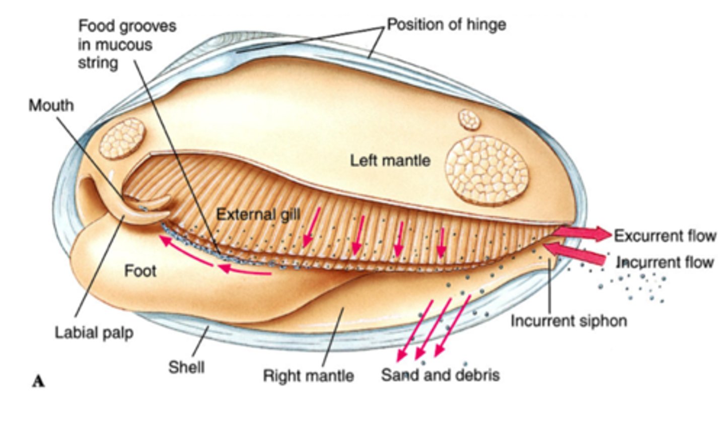 <p>Foot- movement/burrowing in mud or sand to anchor</p><p>mantle- to enclose and protect internal organs, produce the clam shell, and secrete calcium carbonate</p><p>radula- organ for mechanical food processing </p>