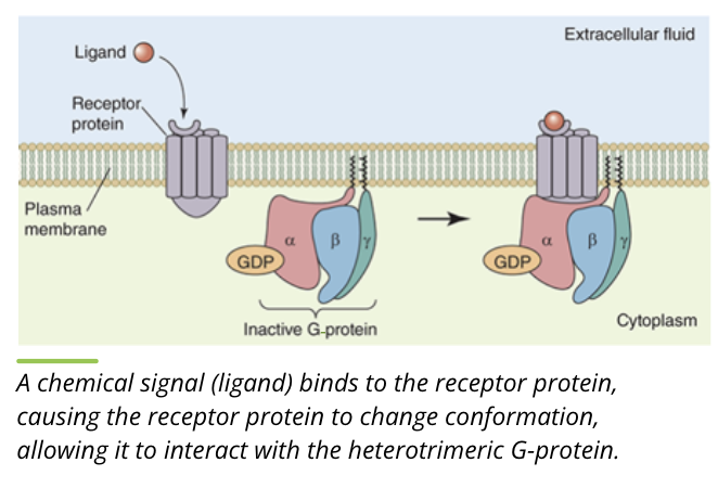 <ul><li><p>the heterotrimer containing the alpha and beta/gamma subunits is bound to GTP. this is the inactive form</p></li><li><p>when a ligand binds to the receptor, it changes conformation to interact with the heterotrimeric G protein</p></li></ul><p></p>