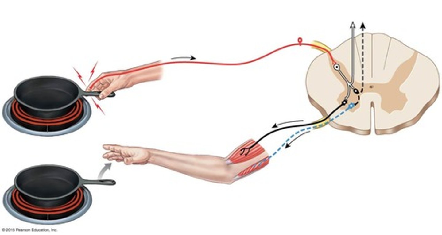 <p>The wiring of a single reflex, beginning at a receptor and ending at a peripheral effector.</p>