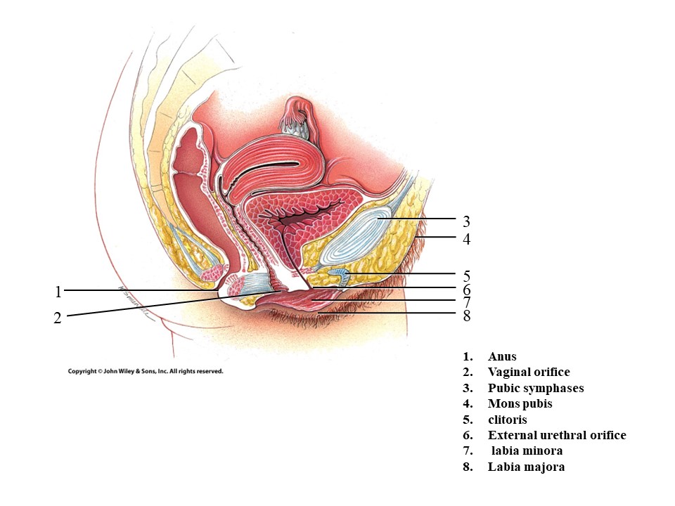 <ol start="8"><li><p>Labia Majora</p></li></ol>