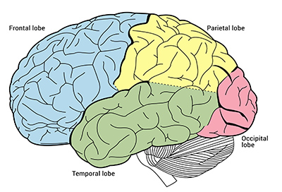 <ol><li><p>frontal lobe: planning and executive functions and movement</p></li><li><p>parietal lobe: representing space for action</p></li><li><p>temporal lobe: memory and language</p></li><li><p>occipital lobe: vision</p></li></ol><p></p>