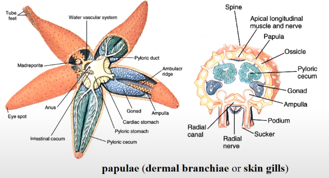 <p>respiratory organ that retain its shape in the presence of water, and possess papulae (extension of the fluid-filled coelom)</p><ul><li><p>in <strong>fish</strong>, starfish, axolotl, ragworms, etc.</p></li></ul>