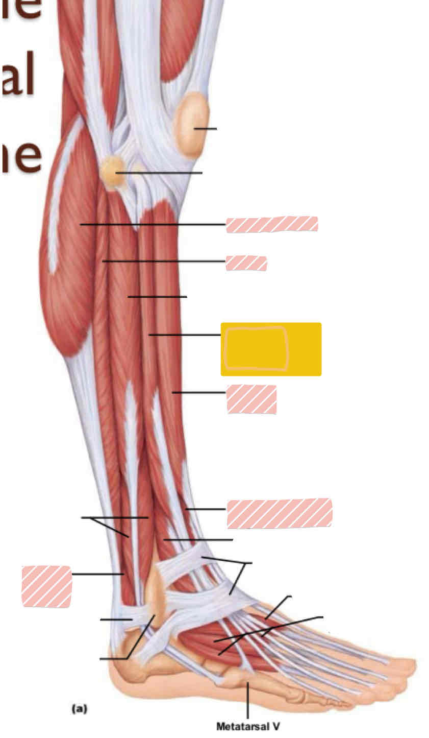 <p><span>Lateral leg (below knee)</span></p>