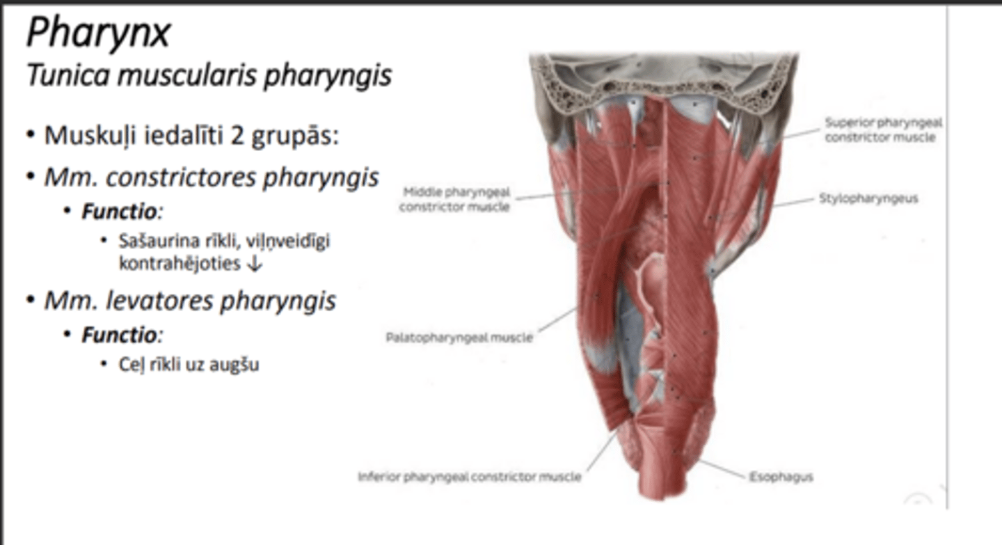 <p>šķērssvītrotā muskulatūra</p><p>2 grupas pa pāriem</p><p>m. constrictiones pharyngis</p><p>mm. levatores pharyngis</p>