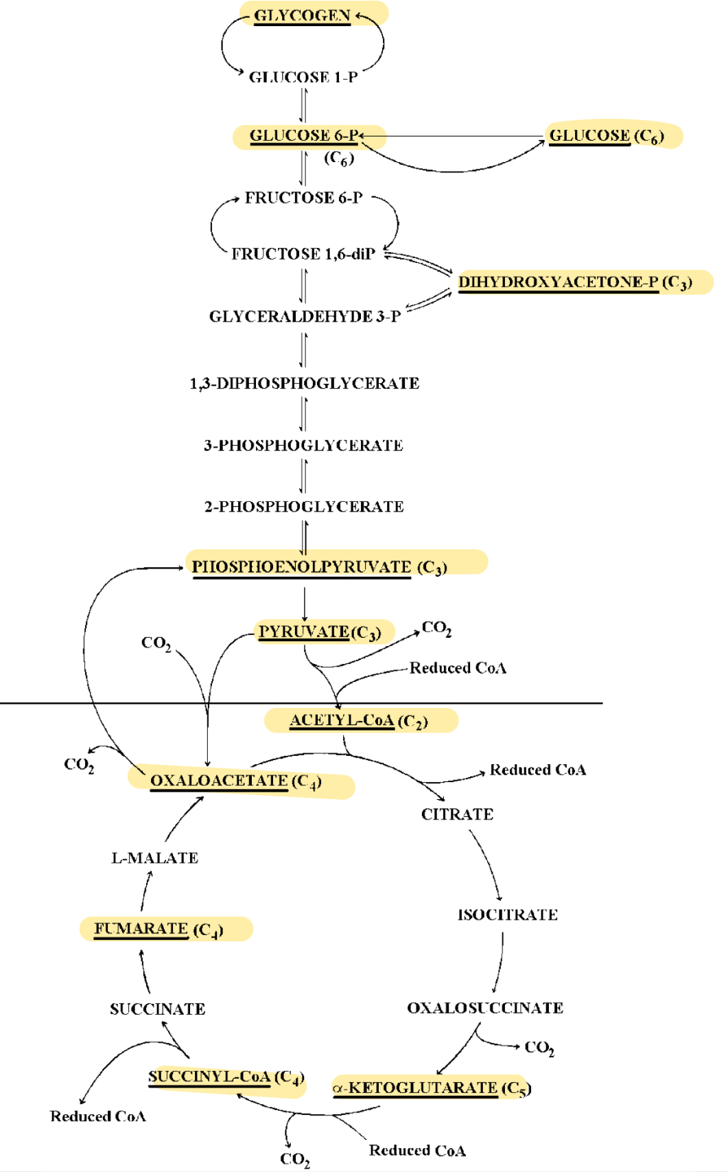 knowt flashcard image