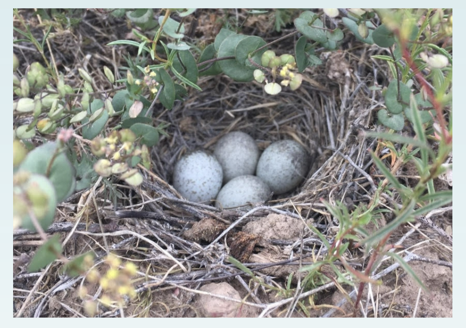 <p>Fine grasses, roots, lined with down feathers. Located in cavity in the ground; eg. horned lark. </p>