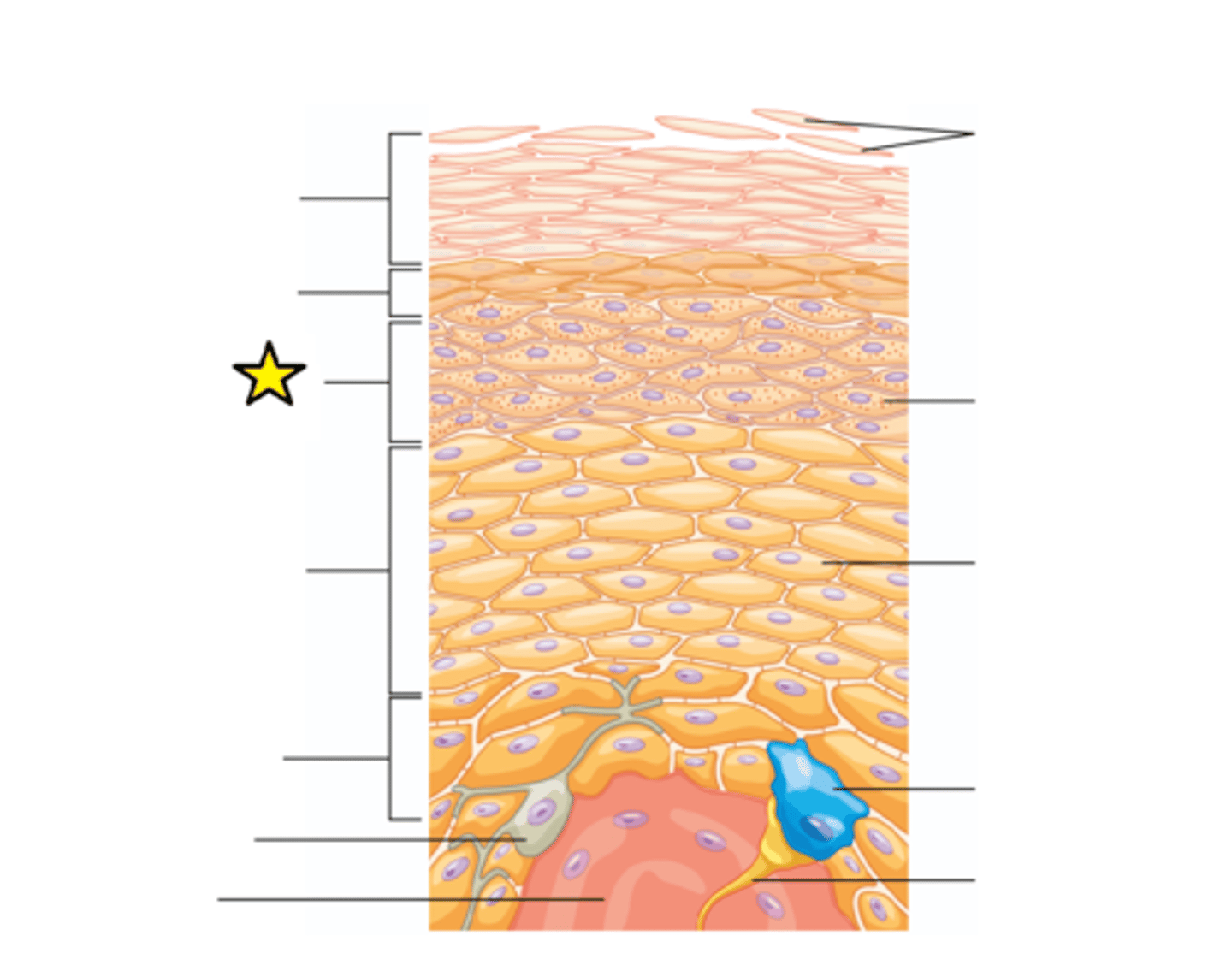 <p>The "grainy layer"; 3-5 layers of keratinocytes that have stopped dividing and started producing keratin; Cells grow thinner and flatter and cell membrane becomes less permeable.</p>
