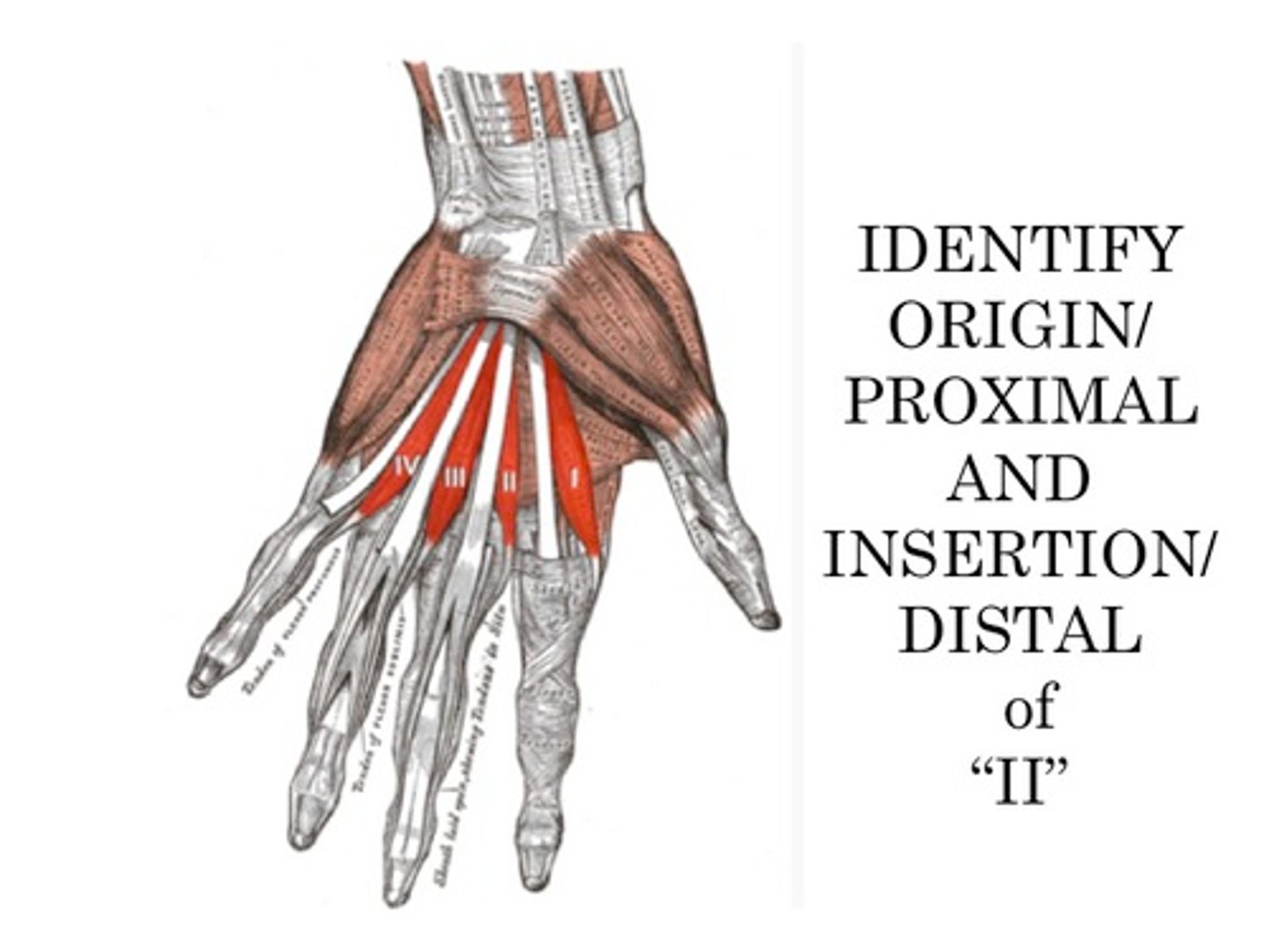 <p>Origin flexor digitorum profundus</p><p>Insertion extensor expansion</p><p>Nerve</p><p>= 3rd and 4th deep branch of ulnar nerve,</p><p>= 1st and 2nd median nerve</p><p>Actions</p><p>=flex metacarpophalangeal joints,</p><p>=extend interphalangeal joints</p>