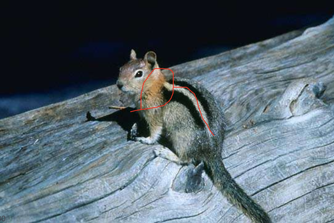 <p>golden-mantled ground squirrel</p>