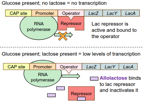 <p>for strong transcription of the lac operon, RNA polymerase needs help binding to the DNA from a protein called CAP, BUT this protein needs to be activated first</p><p>when glucose is very low/absent, E.coli gets “hungry” and produces a small molecule called cAMP</p><p>cAMP binds to CAP, activating it</p><p>cAMP-CAP complex can now bind to the DNA, which enhances RNA polymerase binding, triggering high levels of transcription</p>