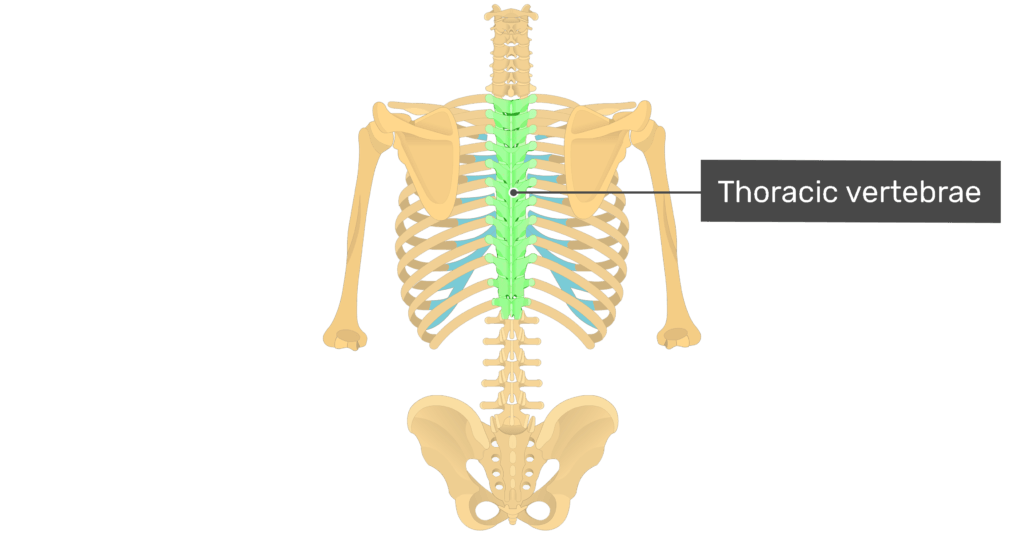<p>12</p>