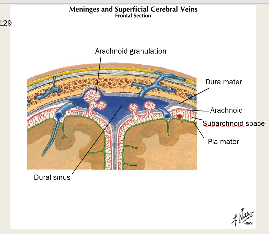 <p>pia mater </p>