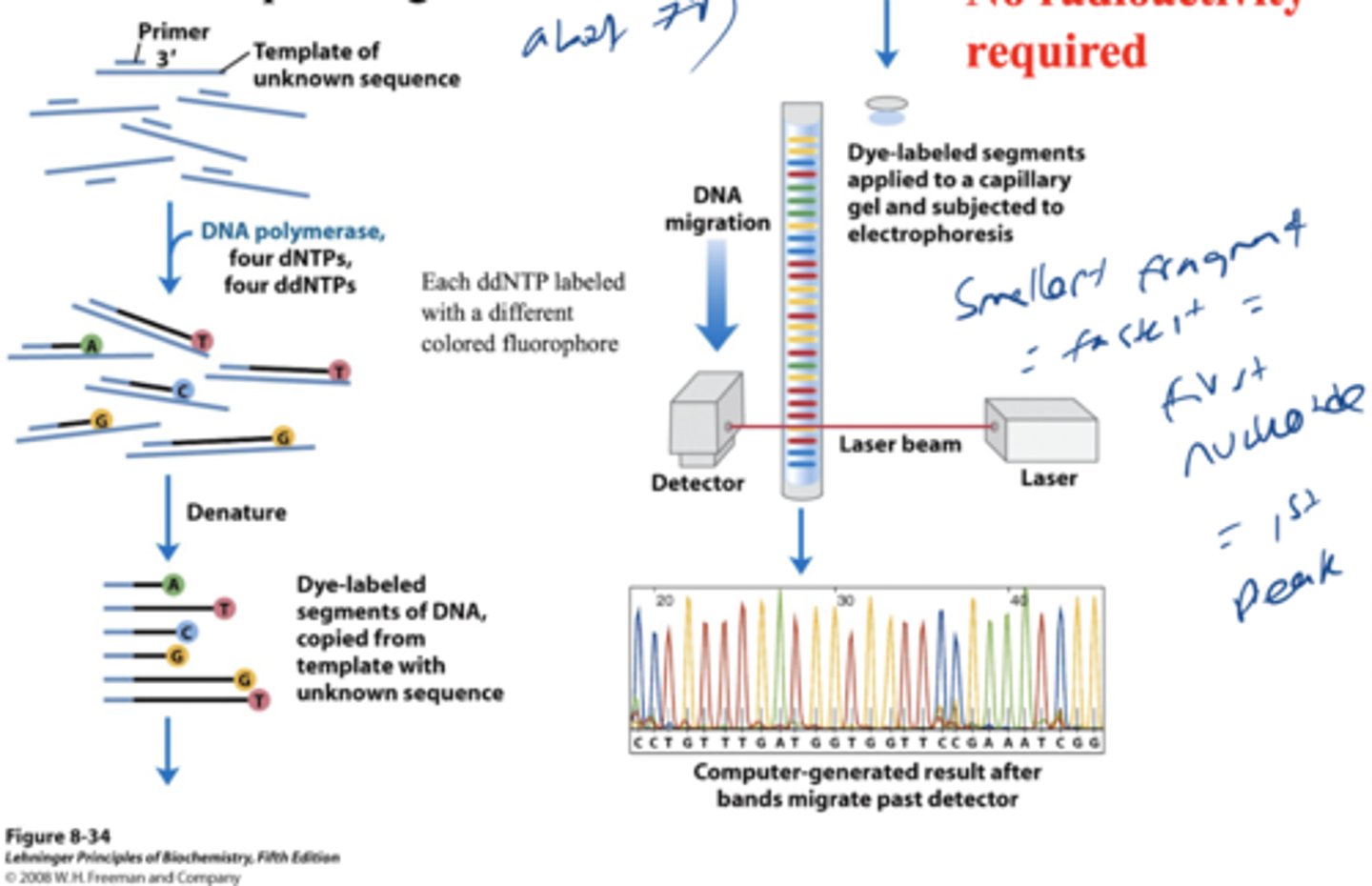 <p>each ddNTP is color coded and run in electrophoresis</p>