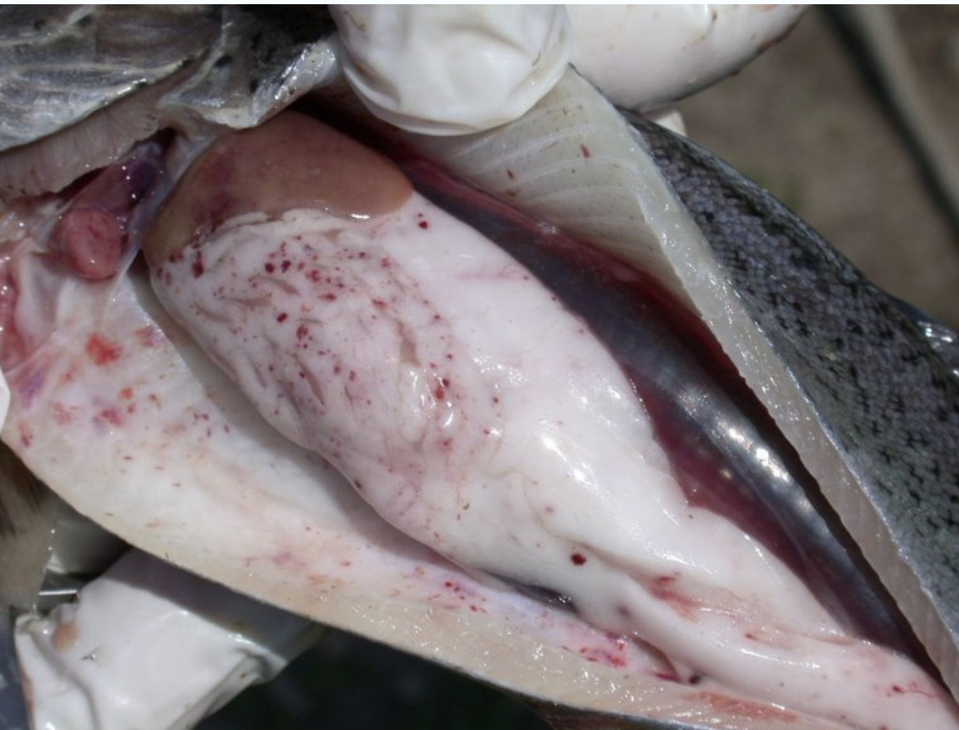 <p><strong>Causative agent:</strong></p><ul><li><p><strong><mark data-color="red" style="background-color: red; color: inherit;">Novirhabdovirus (VHSV)</mark></strong></p></li><li><p>Family: <strong>Rhabdoviridae</strong></p></li></ul><p></p><p><strong>Susceptible hosts</strong></p><ul><li><p><strong>Rainbow trout</strong> (most important in aquaculture)</p></li><li><p>All age categories - mortality up tp 100% in fry, 30-70% in older fish</p></li></ul><p></p><p><strong>Transmission</strong></p><ul><li><p><strong>Horizontal:</strong> virus excreted in <strong>urine and skin</strong></p></li><li><p>Entry via <strong>gills and skin</strong></p></li></ul><p></p><p><strong>Clinical signs</strong></p><ul><li><p>Often <strong>non-specific</strong></p></li><li><p>May be acute, chronic, or nervous forms</p></li></ul><p></p><p><strong>Pathological changes</strong></p><ul><li><p><strong>Hemorrhages</strong> in muscles, internal organs</p></li><li><p><strong>Present everywhere, Predilection organs:</strong> anterior kidney, heart, spleen</p></li><li><p><strong>Chronic stage:</strong> brain involvement</p></li><li><p><strong>Gill and liver anemia</strong>, ascites, splenomegaly, renal necrosis</p></li><li><p>Acute form: <strong>vascular endothelial damage</strong></p></li></ul><p></p><p><strong>Prevention & Therapy</strong></p><ul><li><p>Reduce <strong>stress</strong></p></li><li><p>Strict <strong>biosecurity / zoohygienic measures</strong></p></li><li><p>No curative treatment</p></li></ul><p></p><p><strong>Diagnosis</strong></p><ul><li><p>Necropsy (hemorrhages in tissues)</p></li><li><p><strong>PCR</strong> (most sensitive)</p></li><li><p>Virus Neutralization Test (VNT)</p></li></ul><p></p><p><strong>One-sentence oral exam answer</strong></p><figure data-type="blockquoteFigure"><div><blockquote><p>“Viral hemorrhagic septicemia is a viral disease of rainbow trout caused by VHSV, transmitted horizontally via gills and skin, producing hemorrhages in muscles and organs, kidney and spleen necrosis, and sometimes chronic nervous signs.”</p></blockquote><figcaption></figcaption></div></figure><p></p><p><strong>Exam memory tips</strong></p><ul><li><p><strong>VHSV → hemorrhages everywhere + rainbow trout</strong></p></li><li><p><strong>Acute → vascular damage</strong></p></li><li><p><strong>Chronic → brain involvement</strong></p></li><li><p>Think: “<strong>VHS = blood everywhere</strong>”</p></li></ul><p></p>