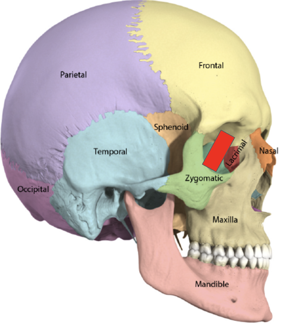 <p>Name the covered bone</p>