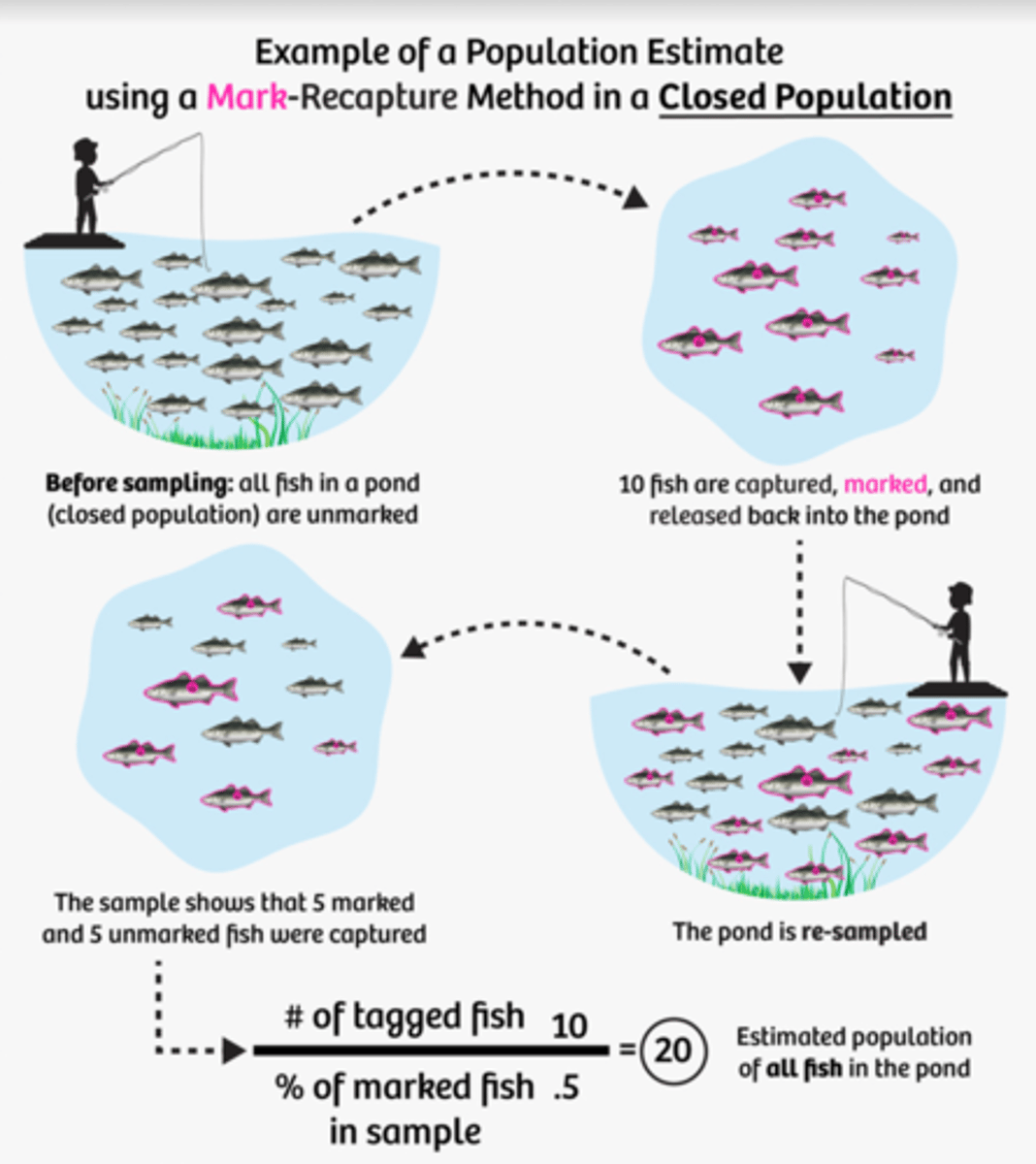 <p>A method used to estimate the population of mobile species in a closed area. A species is captured mark released, the area is re-sampled, the numbers are put through the Lincoln index to estimate the population.</p>