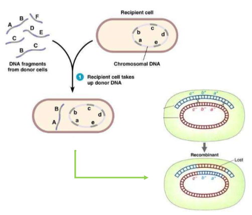 <p>a recipient cell can pick up DNA fragments from the surrounding environment and incorporate pieces of it into its genome through pairs of crossover events</p>