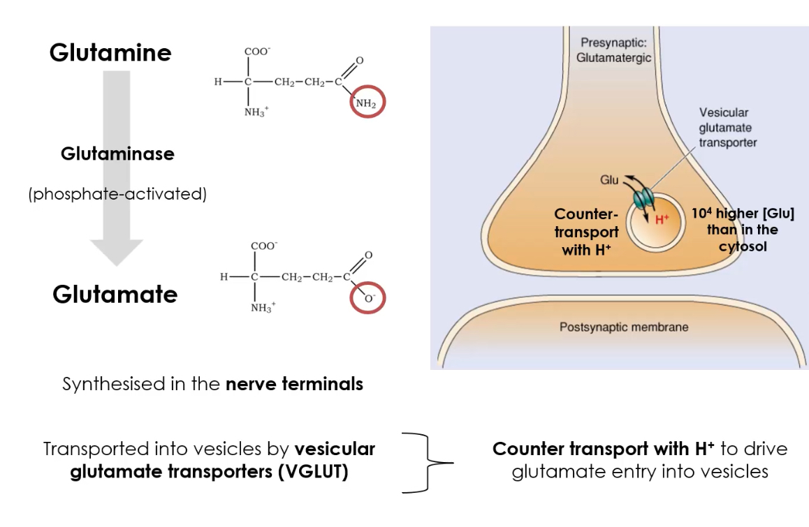 <p>1. From glutamine (major pathway):</p><p class="p2">Glutamine → Glutamate</p><p class="p2">Enzyme: Glutaminase</p><p class="p2">Occurs in nerve terminals.</p><p class="p1"></p><p class="p1">2. From α-ketoglutarate:</p><p class="p2">Via transamination reactions in the TCA cycle.</p><p class="p3"></p><p class="p2">Glutamine is supplied by astrocytes → core of the glutamate–glutamine cycle, preventing excitotoxicity.</p>
