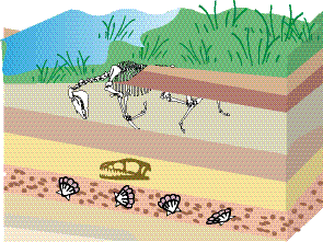 <p>According to the law of superposition, the oldest fossils are found where?</p>