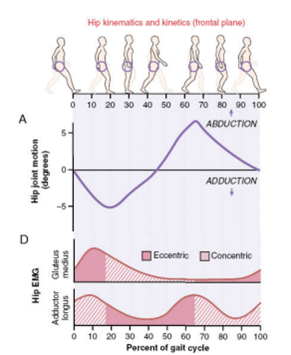 <p>mm: adductor longus/brevis, gracilis, adductor magnus (obturator nm L2-L4)</p><p>Early and late stance:</p><p>- Concentric ->stabilize pelvis</p>