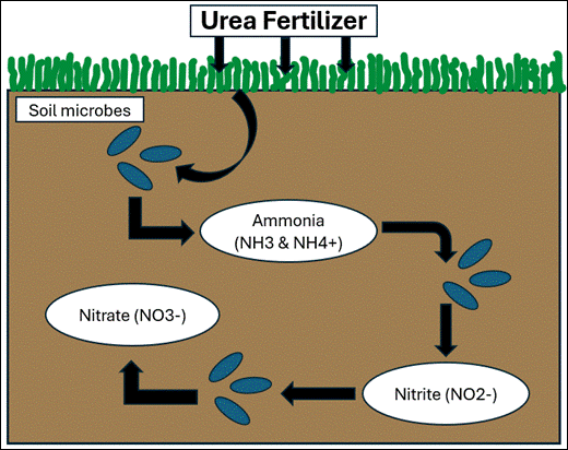 <p>ammonia —&gt; nitrite —&gt; nitrate</p>