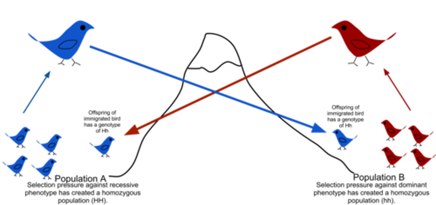 <p>The transfer of alleles or genes from one population to another.</p>