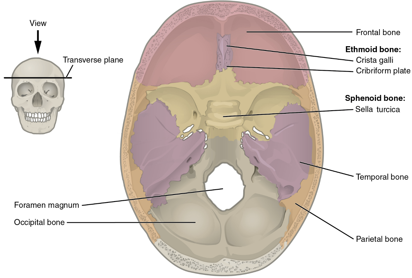 <ul><li><p>Sella turcia: a large, saddle-shaped depression inside the cranium. It houses the pituitary gland</p></li></ul><p></p>