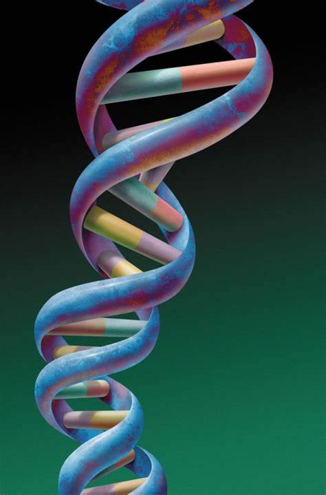 a double stranded polymer of nucleotides wound together to form a double helix