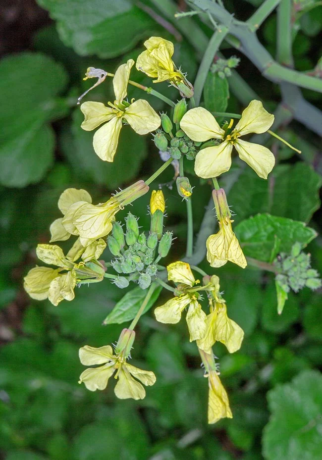 <p>Wild radish (Invasive)</p>