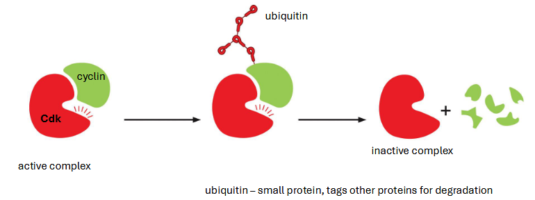 <p>cyclin level fluctuates (goes up during transcription/translation, then down during degradation) while cdk is always around</p>
